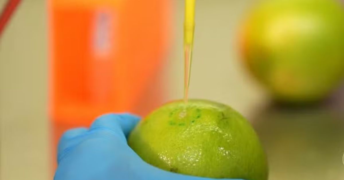 biodetergente da UFRJ e Embrapa aplicado em frutas para aumentar a vida útil e reduzir desperdício