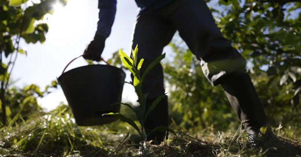 Trabalhador rural plantando muda em área verde, representando a bioeconomia no Brasil e o uso sustentável da biodiversidade