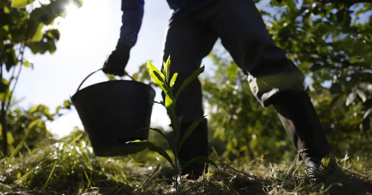 Trabalhador rural plantando muda em área verde, representando a bioeconomia no Brasil e o uso sustentável da biodiversidade