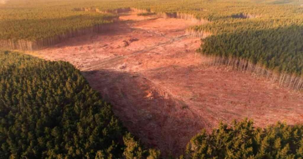 Brasil reduz desmatamento em área de floresta com clareira após corte de árvores em 2025
