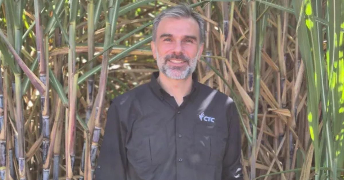 Pesquisador do CTC em plantação de cana mostrando tecnologia de cana por sementes no Brasil