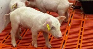 Clone suíno para transplante nasce no Brasil e busca diminuir o tempo na fila por órgãos