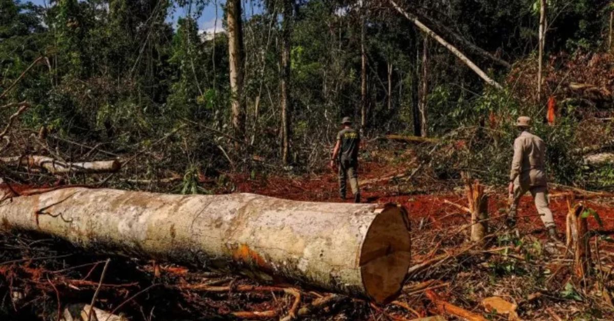 Área de desmatamento na Amazônia com árvores derrubadas e agentes em fiscalização ambiental