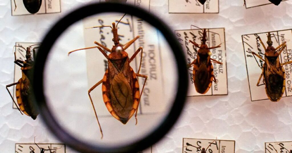Inseto barbeiro transmissor da doença de Chagas observado em análise laboratorial