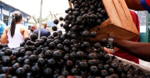 Três frutas brasileiras aparecem em ranking das melhores do mundo