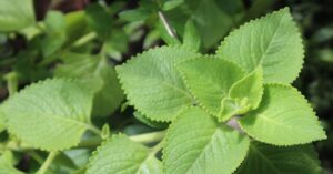 Plantas medicinais da Amazônia já viraram remédios e podem estar no seu dia a dia