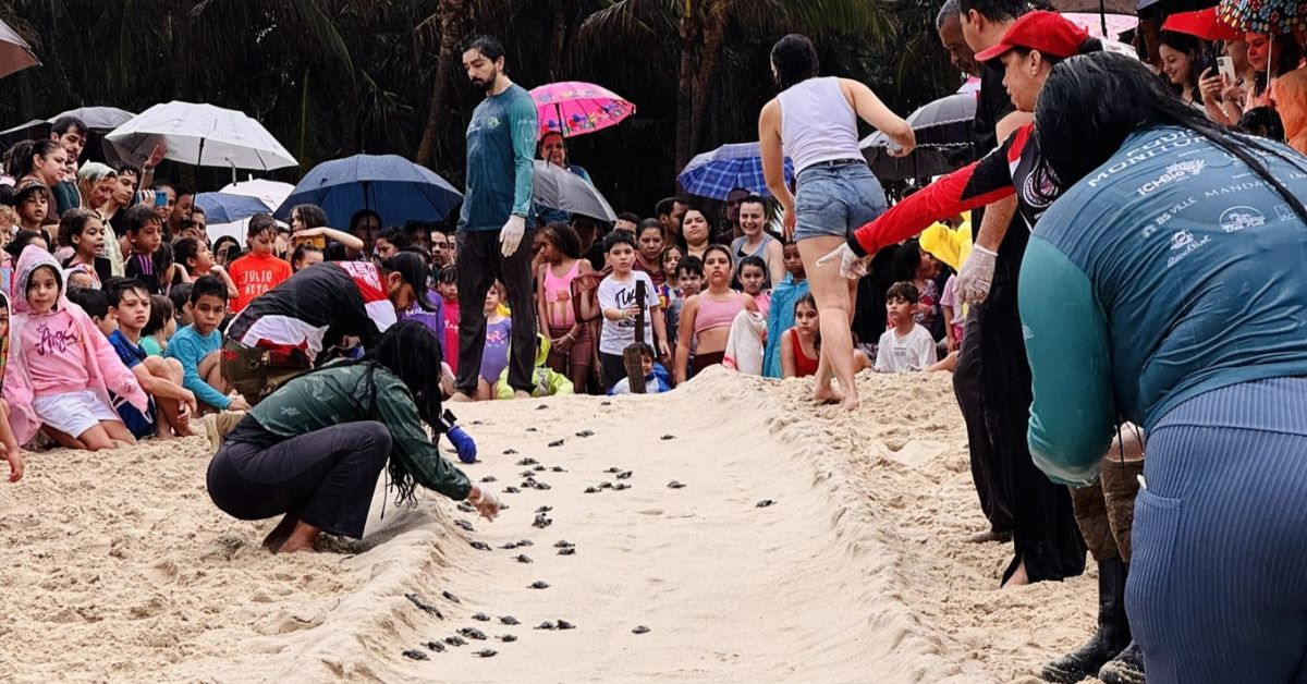 Filhotes no nascimento de tartarugas no Ceará seguem pela areia até o mar em Aquiraz com apoio de equipes e público
