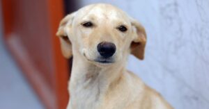 Guarda compartilhada de pets: nova lei define quem fica e quem pode perder o animal