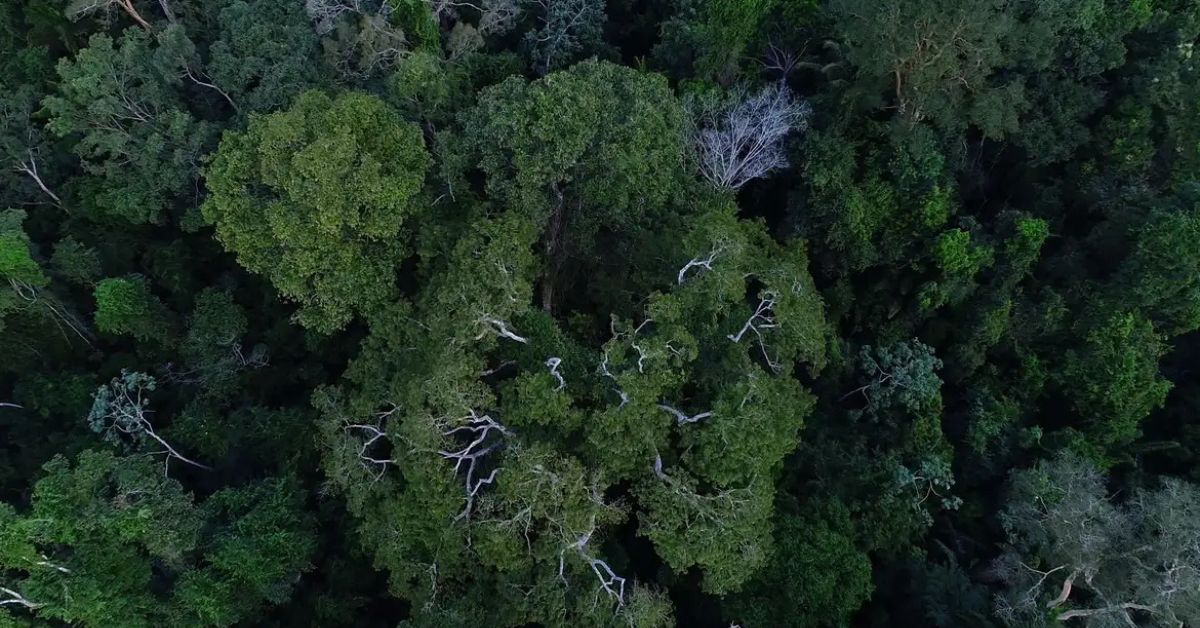 Vista aérea da floresta amazônica mostrando área preservada após redução do desmatamento na Amazônia