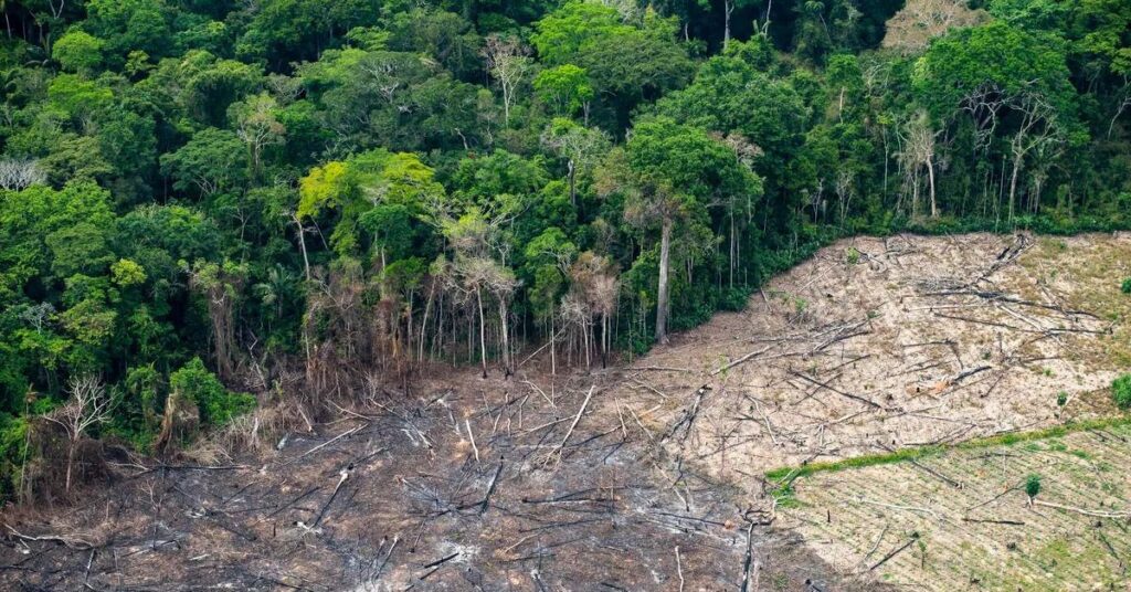 Área queimada na Amazônia mostra regeneração da floresta e enfraquece teoria de savanização da Amazônia
