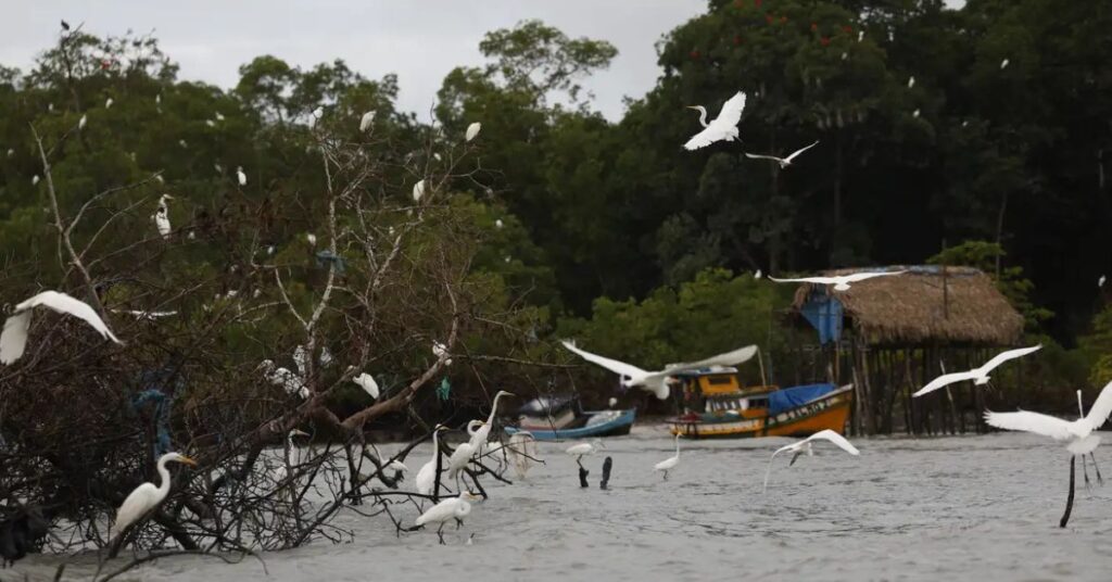Paisagem da Amazônia Legal em região de fronteira alvo de ações contra o crime organizado