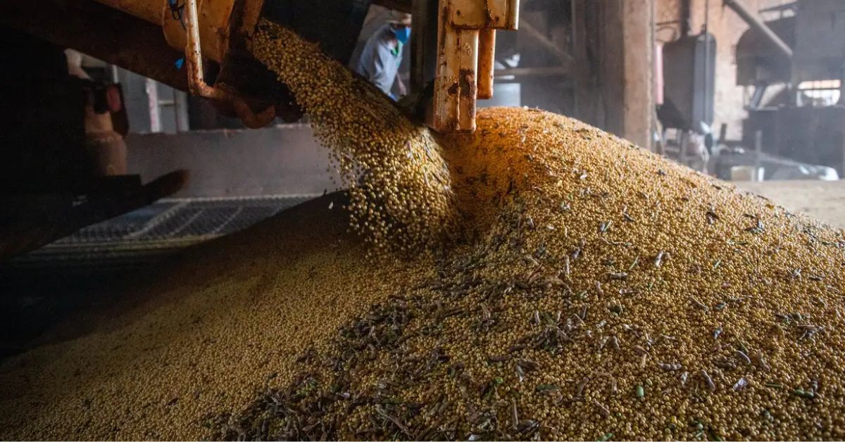 Grãos de soja sendo descarregados em unidade de armazenamento, setor que contribuiu para o crescimento da economia brasileira no primeiro trimestre de 2026.
