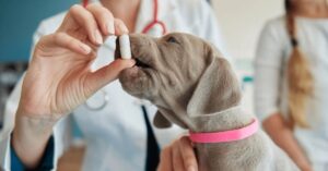 DF cria Farmácia Veterinária Popular para reduzir custo de tratamento de cães e gatos