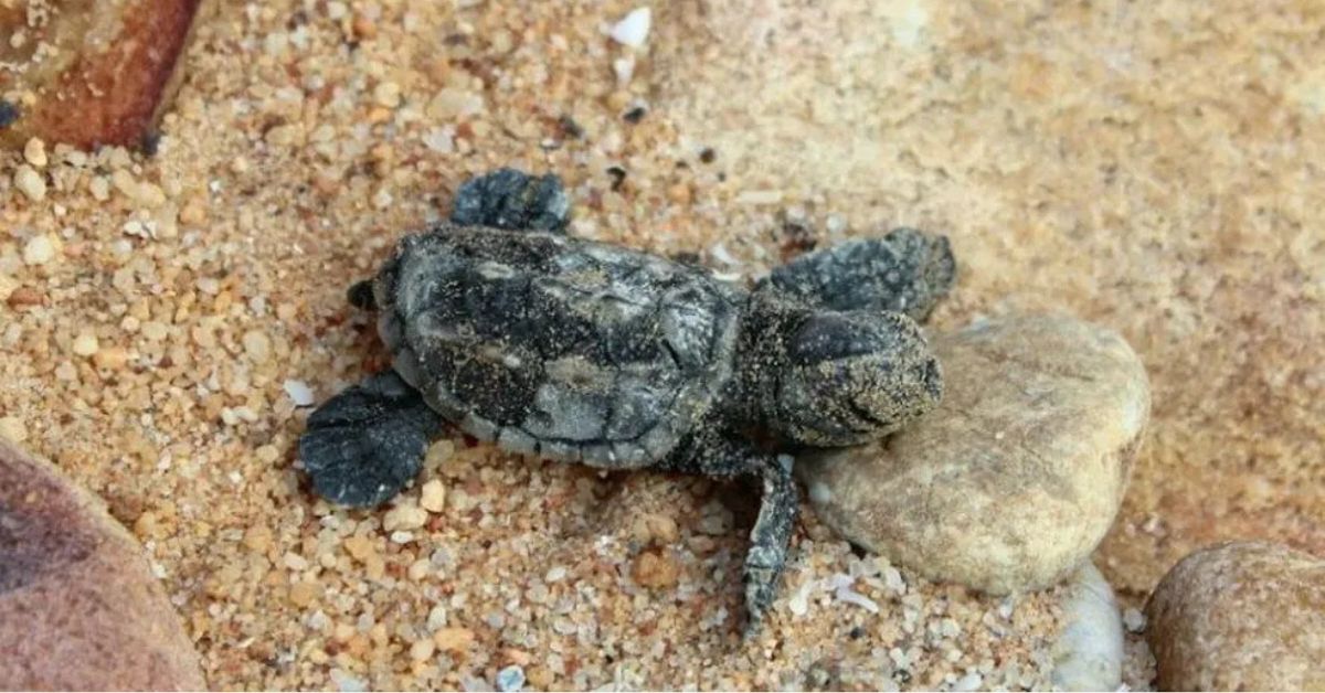 filhotes de tartaruga no Ceará nascendo na areia em Fortaleza durante processo de preservação