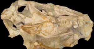Fóssil do dinossauro Irritator será devolvido ao Brasil após 35 anos e pode mudar a ciência