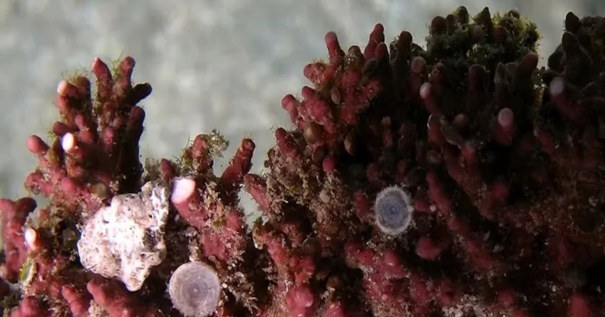 IA monitora fundo do mar e identifica algas calcárias em área sensível no pré-sal