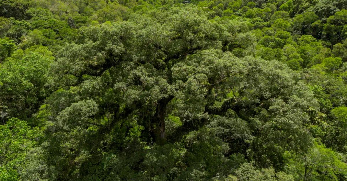 Mata Atlântica registra menor desmatamento em 40 anos e reforça segurança climática