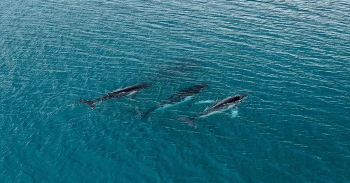 Baleias-jubarte nadam no oceano durante migração entre Brasil e Austrália