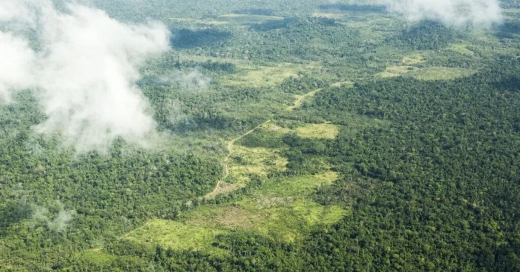 Proteção da Amazônia em área da Terra Indígena Cachoeira Seca, no Pará, alvo de ações contra desmatamento e invasões