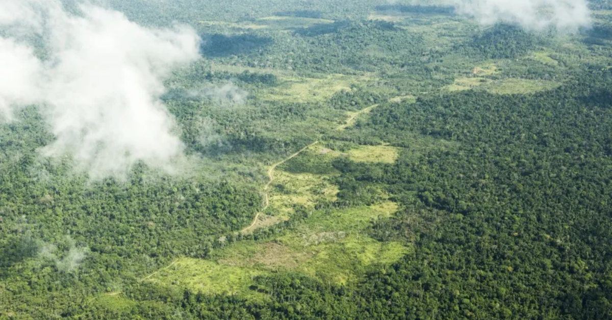 Proteção da Amazônia em área da Terra Indígena Cachoeira Seca, no Pará, alvo de ações contra desmatamento e invasões