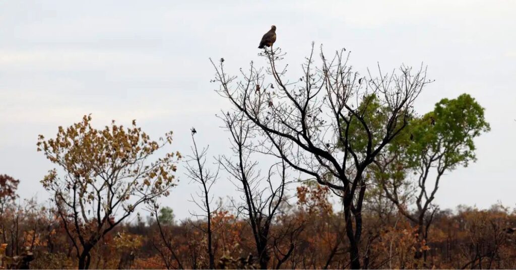Área do Cerrado monitorada por tecnologia contra incêndios florestais para prevenção de queimadas e proteção da biodiversidade