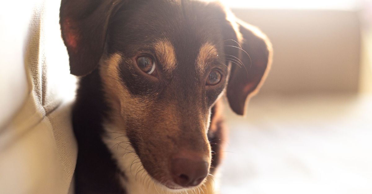 Cão aguardando adoção durante ações de proteção animal do Alece Pet no Ceará