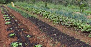 Análise de solo por celular leva ferramenta científica para dentro da propriedade rural