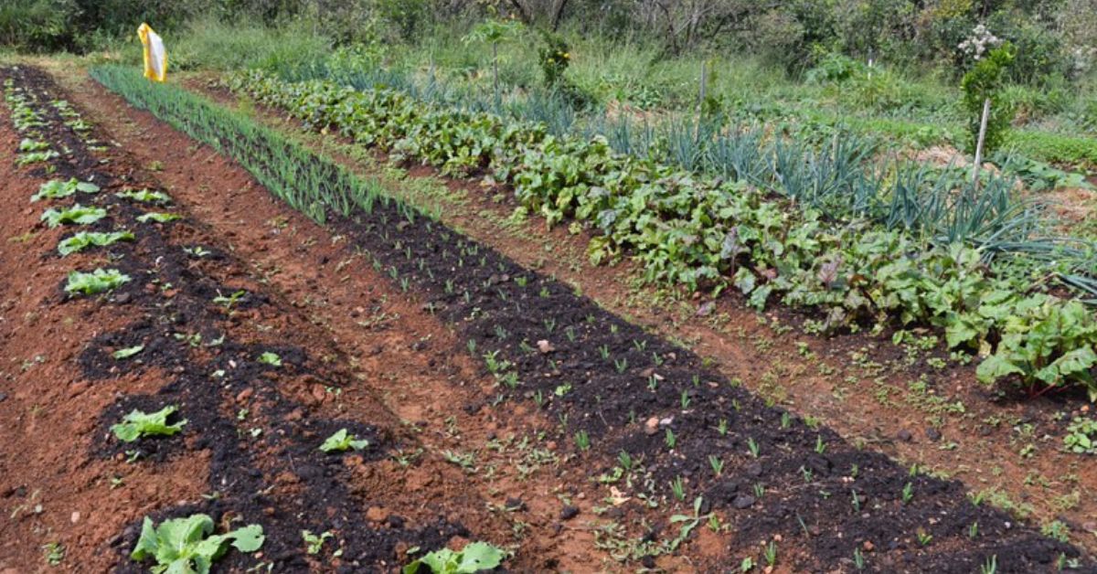 Área agrícola utilizada para análise de solo e monitoramento de nutrientes em lavoura com diferentes cultivos.