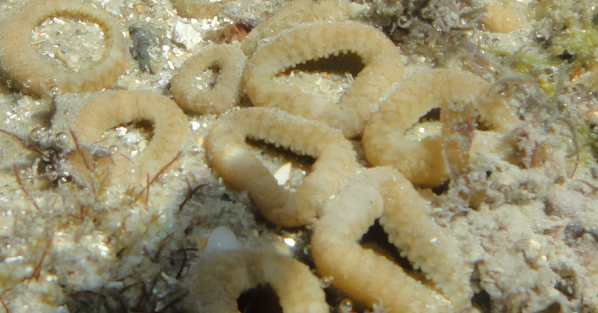 A piericidina A1 é um produto natural produzido pelas bactérias do gênero Streptomyces. A pesquisa mostrou que a substância é muito eficiante no combate ao câncer.