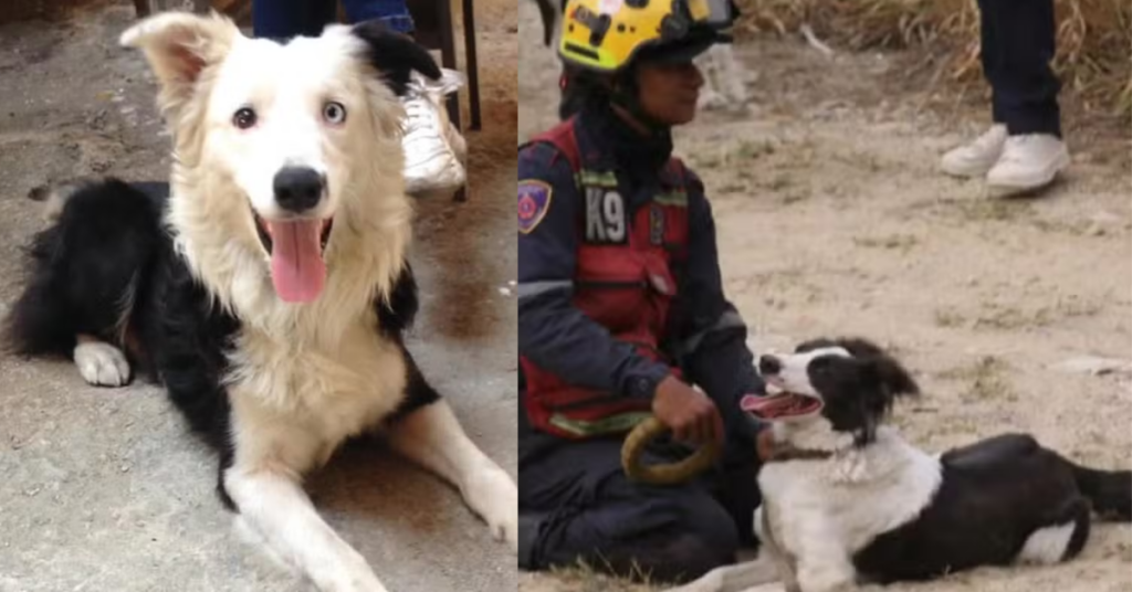 Cão Tsunami passou das ruas às operações de resgate e hoje ajuda a localizar sobreviventes de terremotos na Venezuela.
