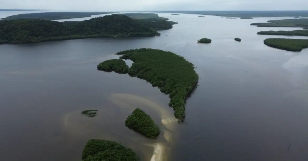 Vista aérea de manguezais na costa amazônica, ecossistema essencial para o carbono azul no Brasil e para o combate às mudanças climáticas.