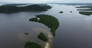 Carbono azul no Brasil pode transformar manguezais em aliados globais contra a crise climática