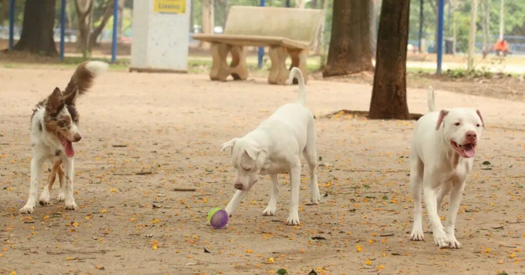 Cães em área de convivência representam a proteção dos animais reforçada pela lei que criminaliza o exercício ilegal da medicina veterinária no Brasil.