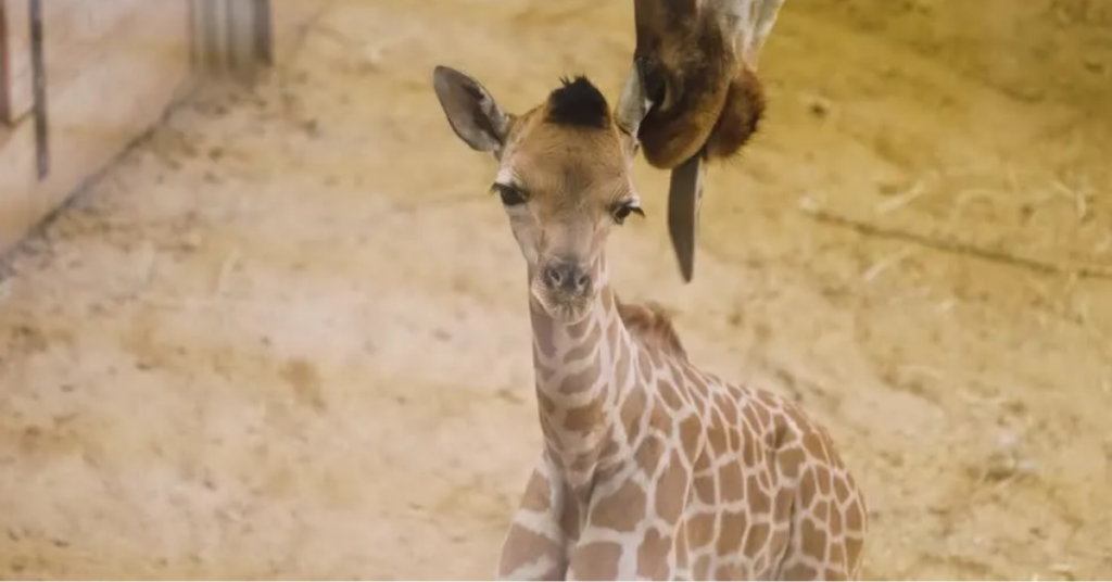 Nos primeiros dias de vida, a fêmea permanece ao lado da mãe e representa uma nova linhagem para os esforços de conservação da girafa-de-Kordofan.