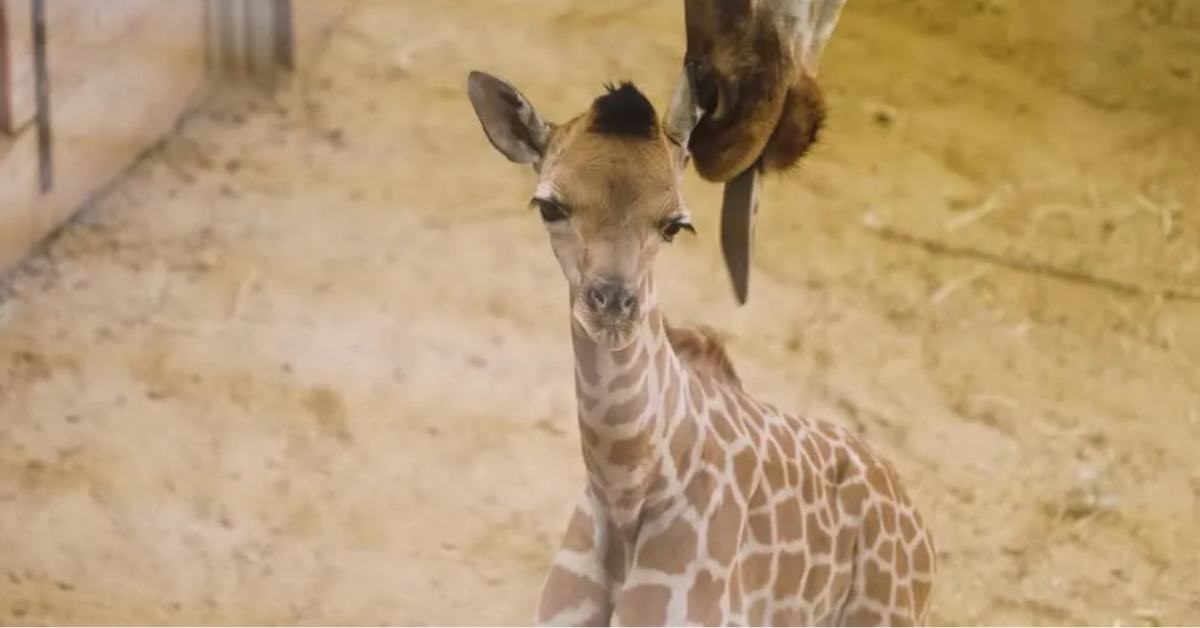 Nos primeiros dias de vida, a fêmea permanece ao lado da mãe e representa uma nova linhagem para os esforços de conservação da girafa-de-Kordofan.