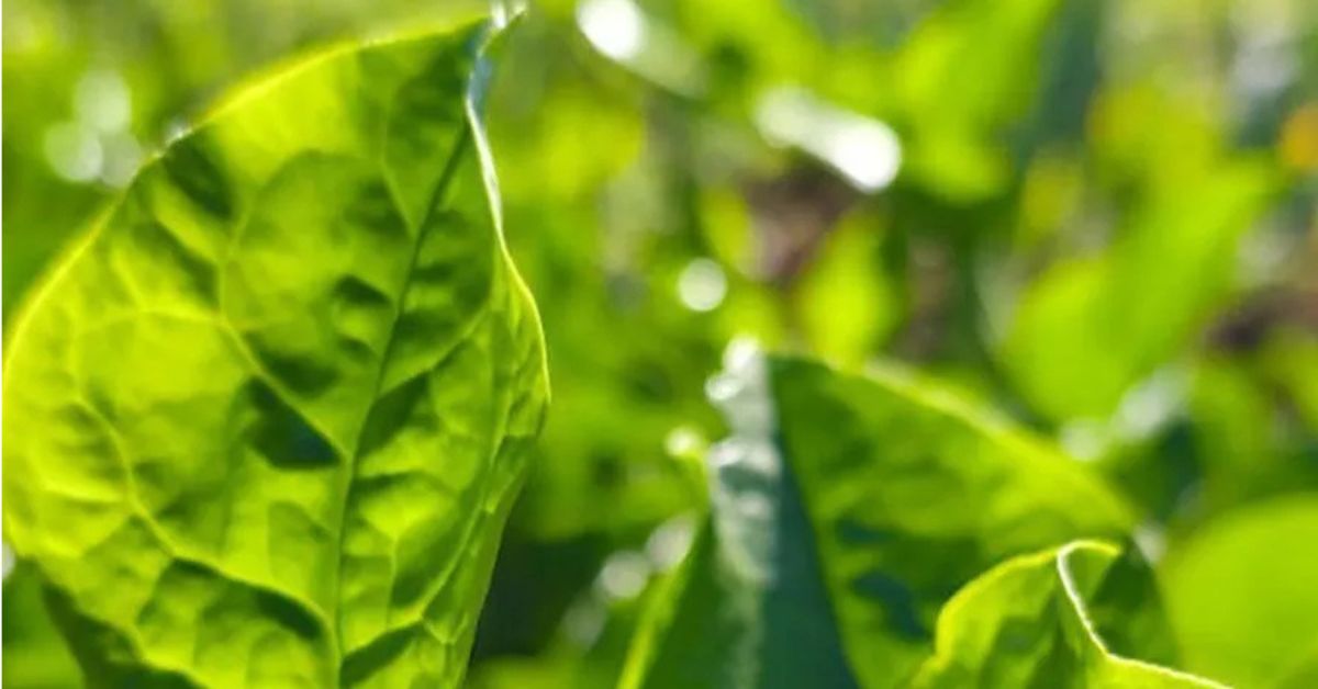 Folhas da bertalha BRS Tereverde, uma das hortaliças resistentes lançadas pela Embrapa para cultivo em altas temperaturas