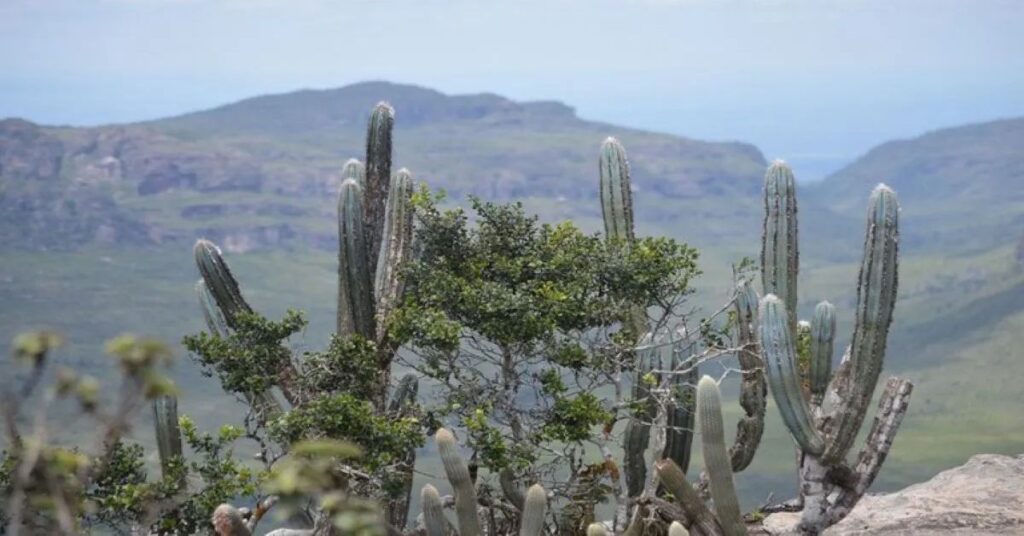 Paisagem da Caatinga no Semiárido brasileiro, bioma que receberá investimento de R$ 60 milhões para recuperação ambiental e desenvolvimento sustentável.