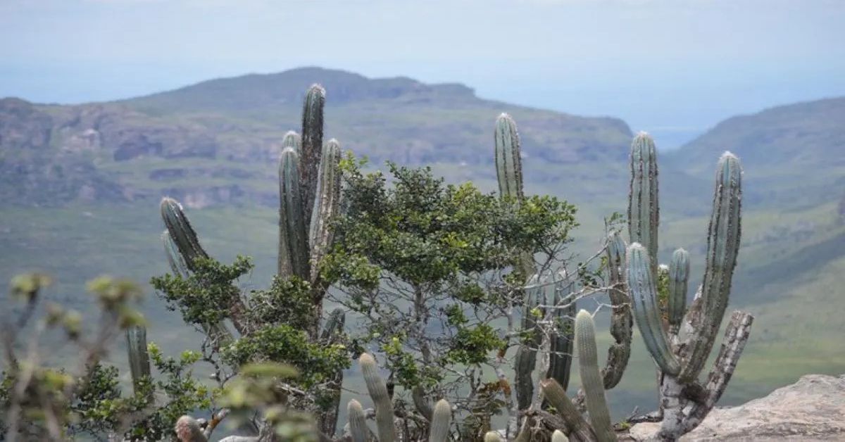 Paisagem da Caatinga no Semiárido brasileiro, bioma que receberá investimento de R$ 60 milhões para recuperação ambiental e desenvolvimento sustentável.