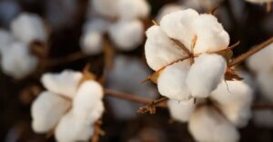 Maior laboratório de algodão da América Latina fortalece exportações e inovação no agro brasileiro
