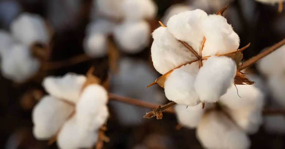 Algodão em plantação ligada à cadeia produtiva do maior laboratório de algodão da América Latina inaugurado na Bahia