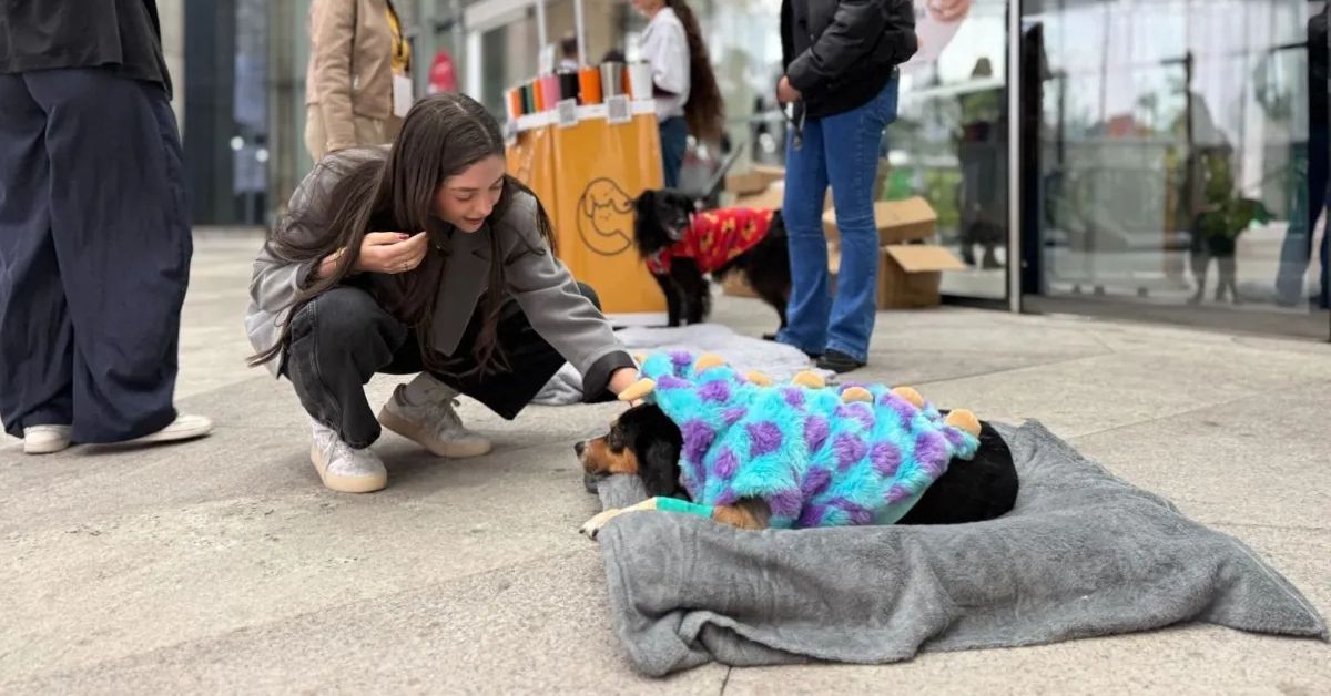 Voluntária interage com cão resgatado durante campanha da Nota Fiscal Paulista promovida pelo Instituto Caramelo em São Paulo.