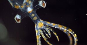 Cientistas encontram 31 novas espécies marinhas no oceano profundo do Brasil