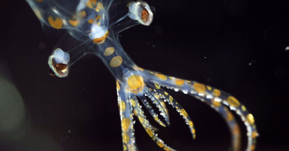 Novas espécies marinhas registradas durante expedição científica no oceano profundo ao largo do Brasil
