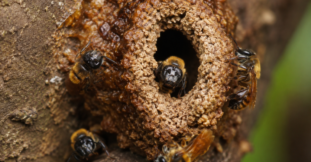 A abelha uruçu constrói uma entrada estreita feita com barro, cera e resinas vegetais, formando uma barreira natural que ajuda a proteger a colmeia.
