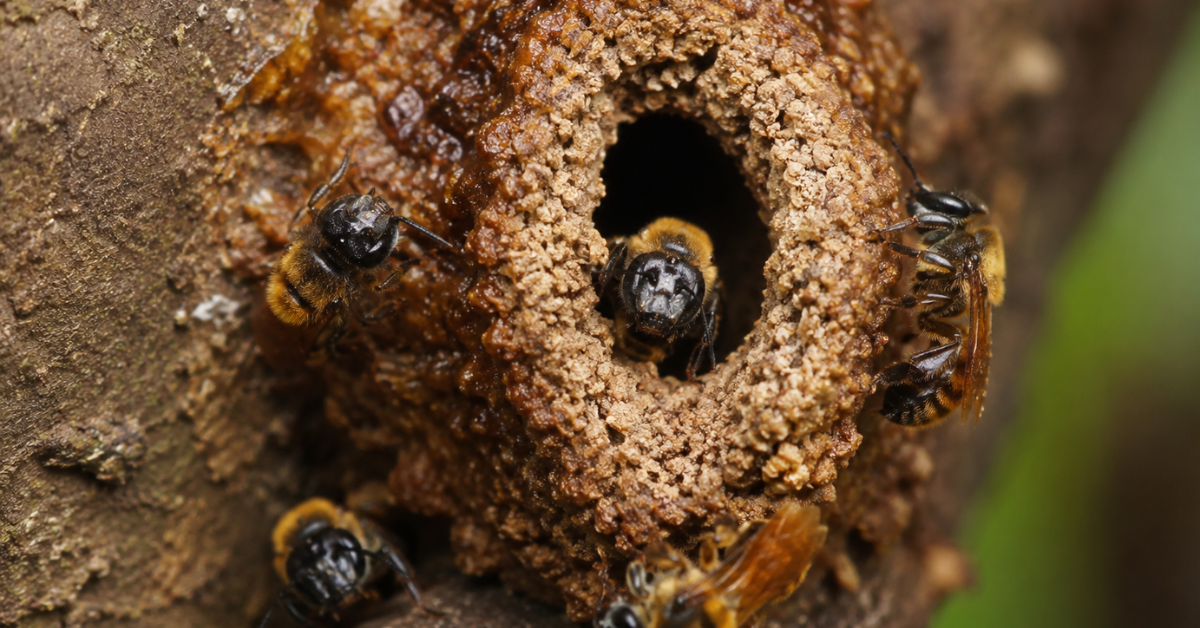 A abelha uruçu constrói uma entrada estreita feita com barro, cera e resinas vegetais, formando uma barreira natural que ajuda a proteger a colmeia.