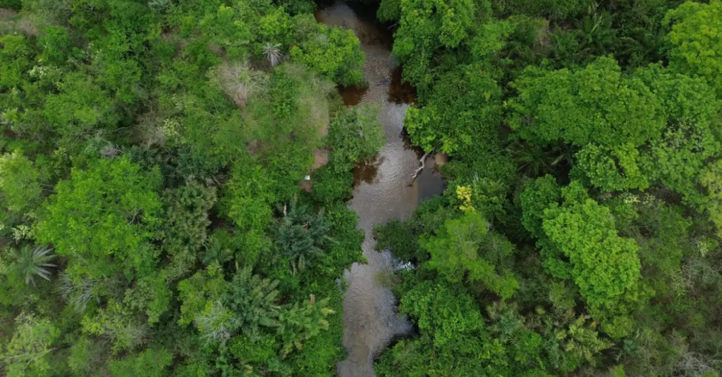 Depois do recorde histórico de 2024, as queimadas na Amazônia recuaram para 3,1 milhões de hectares, segundo o novo relatório do MapBiomas.