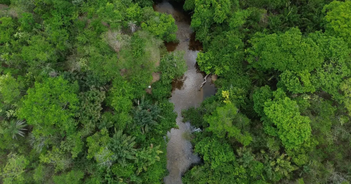 Depois do recorde histórico de 2024, as queimadas na Amazônia recuaram para 3,1 milhões de hectares, segundo o novo relatório do MapBiomas.
