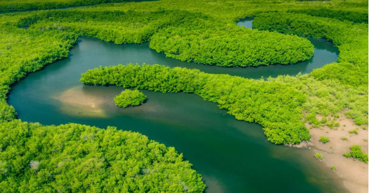 Vista aérea da floresta amazônica, que registrou redução nos novos alertas de desmatamento no primeiro semestre de 2026.