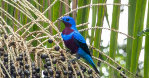 Drone térmico ajuda localizar uma das aves mais raras da Mata Atlântica e facilita monitoramento da espécie