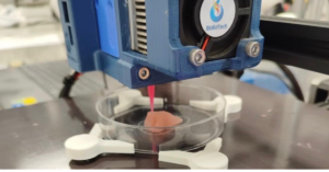 Nordeste inicia pesquisas para criar modelos de pele em 3D e reduzir testes em animais